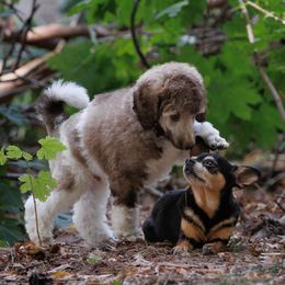 Poodle Puppies from Mystic Moon Poodles