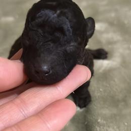 Cairo - Brown male Poodle puppy in Travelers Rest, South Carolina from Cotton Top