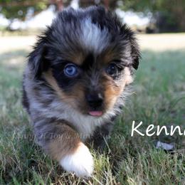 Kenna - Blue merle female Toy Australian Shepherd puppy in Godley, Texas from Flying H Toy and Mini Aussies