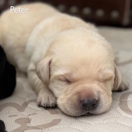 Peter, Champion Polish Line English Lab - Yellow male Labrador Retriever puppy in Owosso, Michigan from Bennington Retrievers