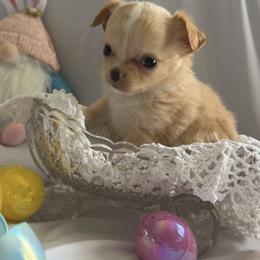Casanova - Fawn male Chihuahua puppy in Austin, Indiana from Dog Bones N Harmony