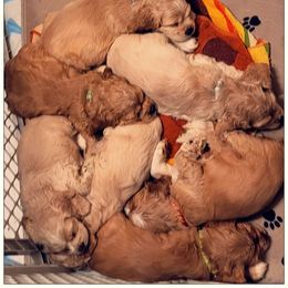 Cocker Spaniel Puppies from -PrincetonzSpanielz-