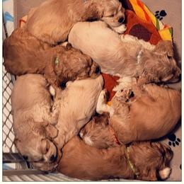 Cocker Spaniel Puppies from -PrincetonzSpanielz-