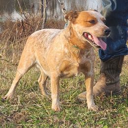 Reba - Australian Cattle Dog