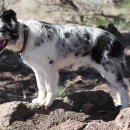 Chevy (RVF Chevelle) - White and blue merle female Border Collie puppy in Oakley, California from Von Guadachi German Shepherds & Audacity Border Collies