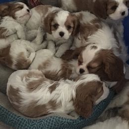 Cavalier King Charles Spaniel Puppies from Whisper Wood Acres