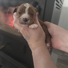 Cupid - Red male Cavapoo puppy in Hudson, Michigan from Peaceful Pines LLC