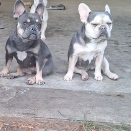 American Bullies and French Bulldogs from Daryan Falgout's French Bulldogs and American Bullies