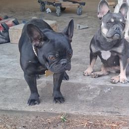 American Bullies and French Bulldogs from Daryan Falgout's French Bulldogs and American Bullies