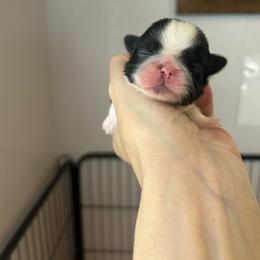 Diamond - Brindle and white female Shih Tzu puppy in Dallas, Texas from Almost Heaven Shih Tzu