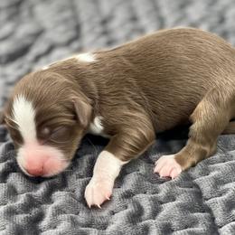 Gwyneth - Red tri-color female Miniature American Shepherd puppy in Damascus, Oregon from Rebel Soul Minis
