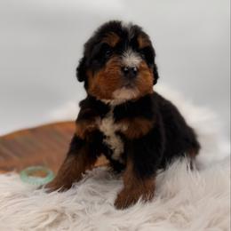 Lumi - Tri-color male Bernedoodle puppy in Ocala, Florida from Bernedoodles of Florida