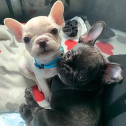 French Bulldogs from Queens of The South Frenchies