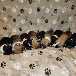 Labrador Retriever and Pembroke Welsh Corgi Puppies from White Star Corgis