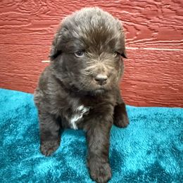 Blaze - Brown female Newfoundland puppy in Goodhue, Minnesota from Claypits Newfoundlands