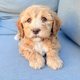 Elle - Apricot female Goldendoodle puppy in Twin Falls, Idaho from Magic Valley Family Doodles