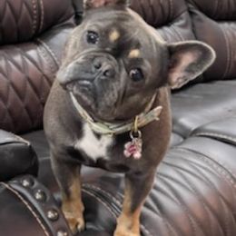 French Bulldog All Grown Up from Lovey’s Frenchies’s