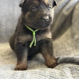 Fallout - Black and red male German Shepherd puppy in Medical Lake, Washington from Nine Realms German Shepherds