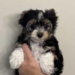 Yorkshire Terrier puppies from Katherine's Yorkies