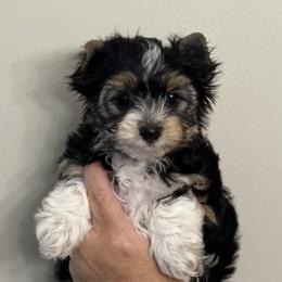 Yorkshire Terrier puppies from Katherine's Yorkies