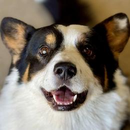 Ranger - Cardigan Welsh Corgi