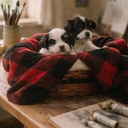 Papillon Puppies from Wendy’s Wings