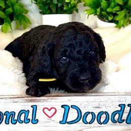 Miss Yellow - Black female Goldendoodle puppy in San Diego, California from Sensational Doodles