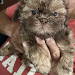 Martini - Liver female Shih Tzu puppy in Scottdale, Pennsylvania from Nancy’s Majestic Shih Tzus