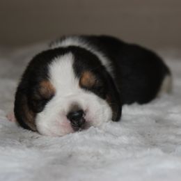 Peyton - Black tan and white male Beagle puppy in Morrill, Kansas from Kelle Beagles