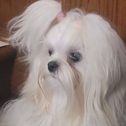 Maltese from Linda's Lovely Maltese