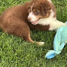 Australian Shepherd Puppies from Gold Hill Aussies