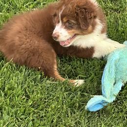 Australian Shepherd Puppies from Gold Hill Aussies