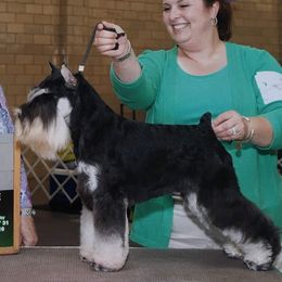 Rocky - Miniature Schnauzer