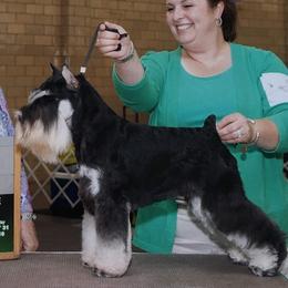 Rocky - Miniature Schnauzer