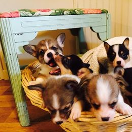 Pembroke Welsh Corgi Puppies from JK Corgis