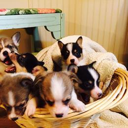 Pembroke Welsh Corgi Puppies from JK Corgis