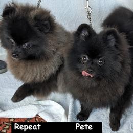 Pomeranian Puppies from River Rise Poms