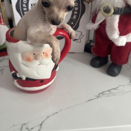 Micro Tinker Bell 3lb under 4500 - Cream and white female Chihuahua puppy in Las Vegas, Nevada from Quality Poms Chihuahua Yorkies of Las vegas