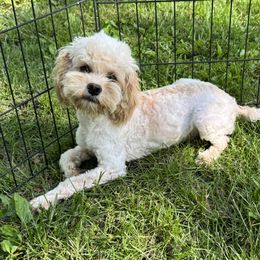 Boy 3 - Red and white male Cockapoo puppy in Berea, Kentucky from Blair’s Furry Friends