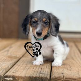 Maverick - Dapple male Dachshund puppy in Nashville, Arkansas from Cuddles n Curls