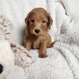 Black - Red  male Goldendoodle puppy in Cumming, Georgia from Chattahoochee Kennels