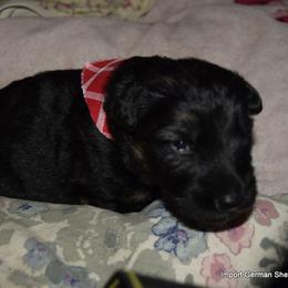 German Shepherd Puppies from Import German Shepherds of Kansas