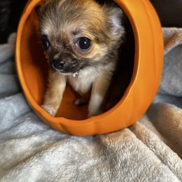 Schatzi - Red and white female Chihuahua puppy in Niagara County, New York from Coolballow Chihuahuas