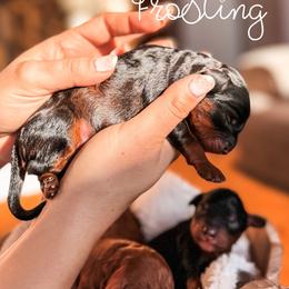 Frosting - Black and tan male Cavapoo puppy in Idaho Falls, Idaho from Freckle Paw Family