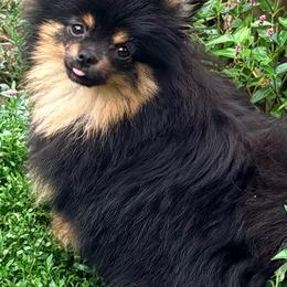 Chia - Black and tan female Pomeranian puppy in Buck Valley, Pennsylvania from Buck Valley Pomeranians