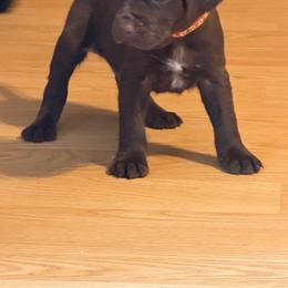 1 - Liver male German Shorthaired Pointer puppy in Kathleen, Florida from Alex Yates GSP's