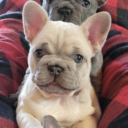 French Bulldogs from Red Barn Farm of the Ozarks