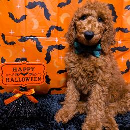 Grant - Red  male Goldendoodle puppy in Yale, Michigan from Angie's Goldendoodles/Angies doodles LLC
