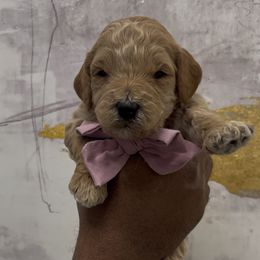 Sweet Potato - Apricot female Goldendoodle puppy in Richmond, Texas from Harper’s Heartbeats