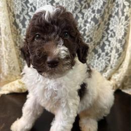Graham - Parti male Labradoodle puppy in Candler, North Carolina from Maple Bakin’ Doodles